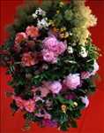 Photo fleuriste n°1772 zone Rhône par Clément Bouteille