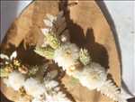 Photo fleuriste n°3676 zone Corse par Isabelle 